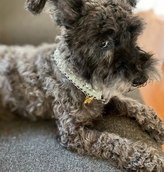 ペットペア＜dog collar & bracelet＞グリーン